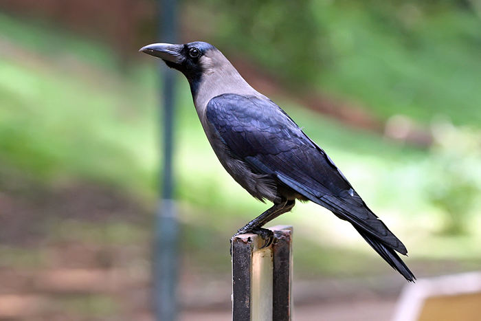 人类以外最聪明10大动物，乌鸦也能榜上有名--阿里百秀